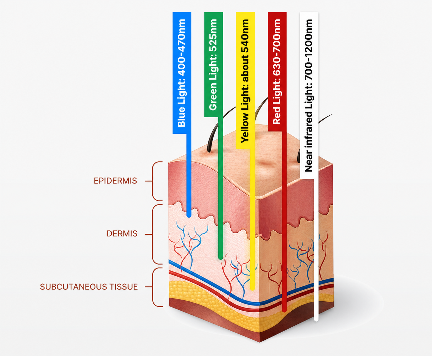 Red and near-infrared light therapy wavelength penetration through human skin diagram